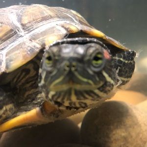 Meet your Posher, Christopher